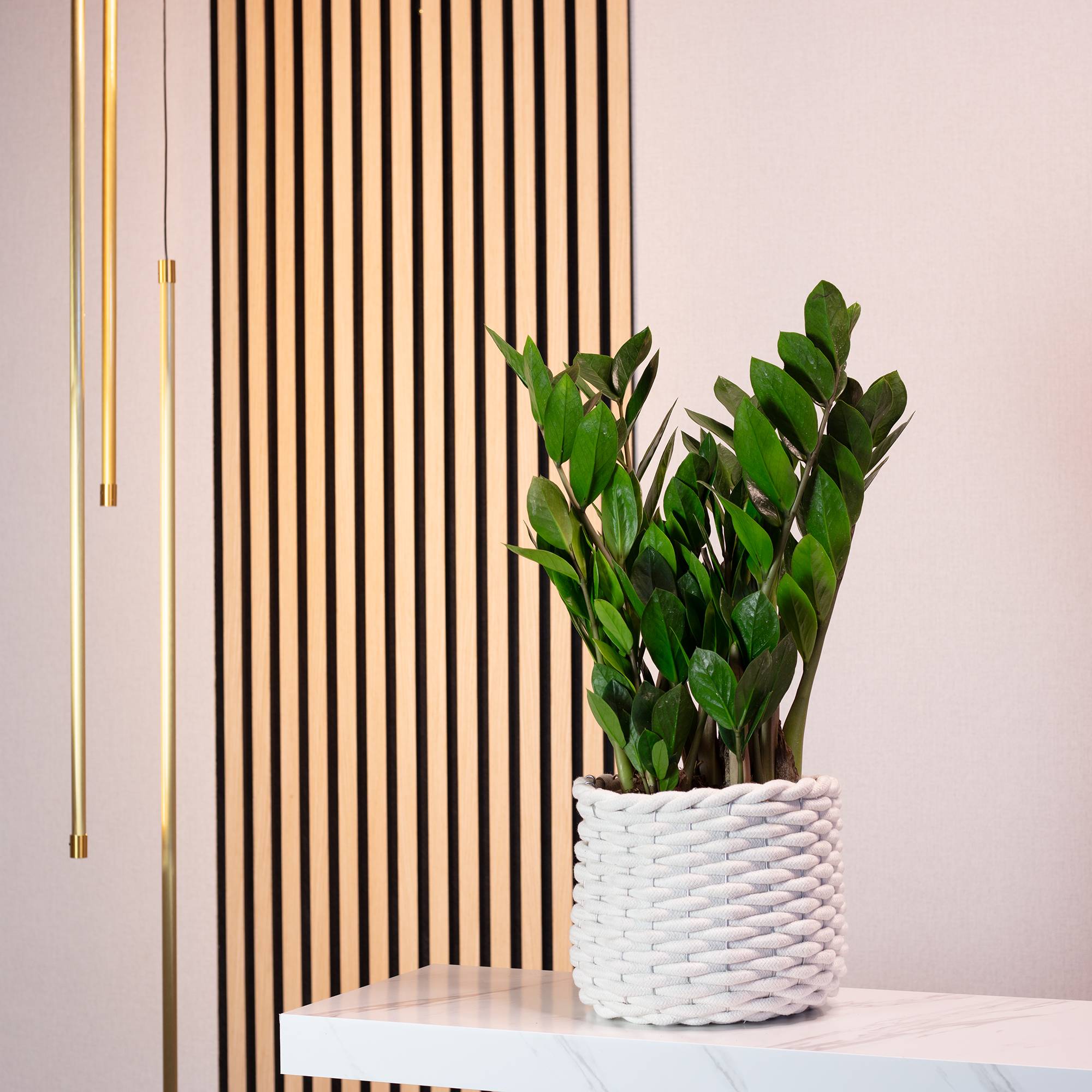 Plante ZZ -  plante d'intérieur facile d'entretien, Zamioculcas zamiifolia 3+ - hauteur env. 55 cm, pot-Ø 17 cm - Image 2