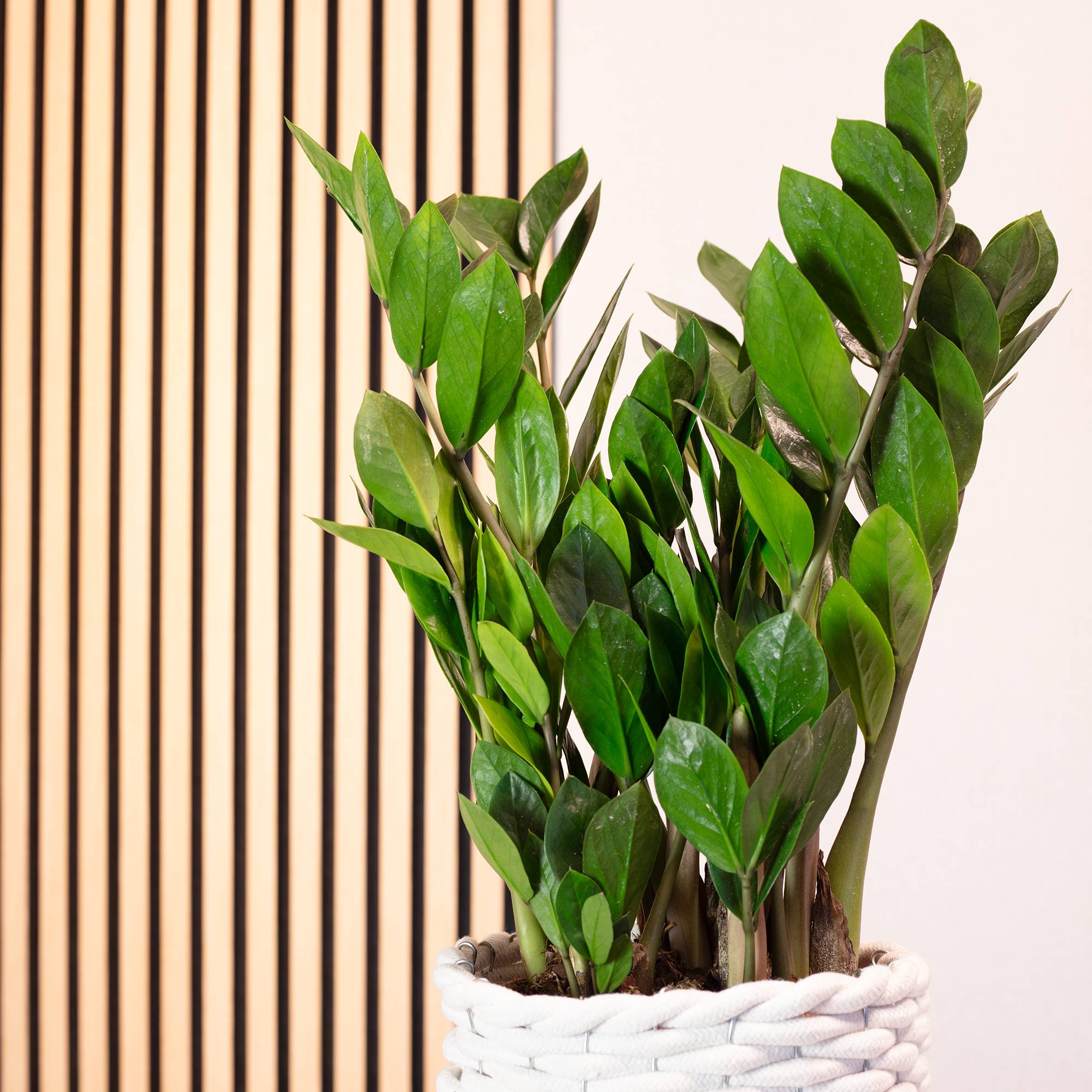 Plante ZZ -  plante d'intérieur facile d'entretien, Zamioculcas zamiifolia 3+ - hauteur env. 55 cm, pot-Ø 17 cm - Image 3