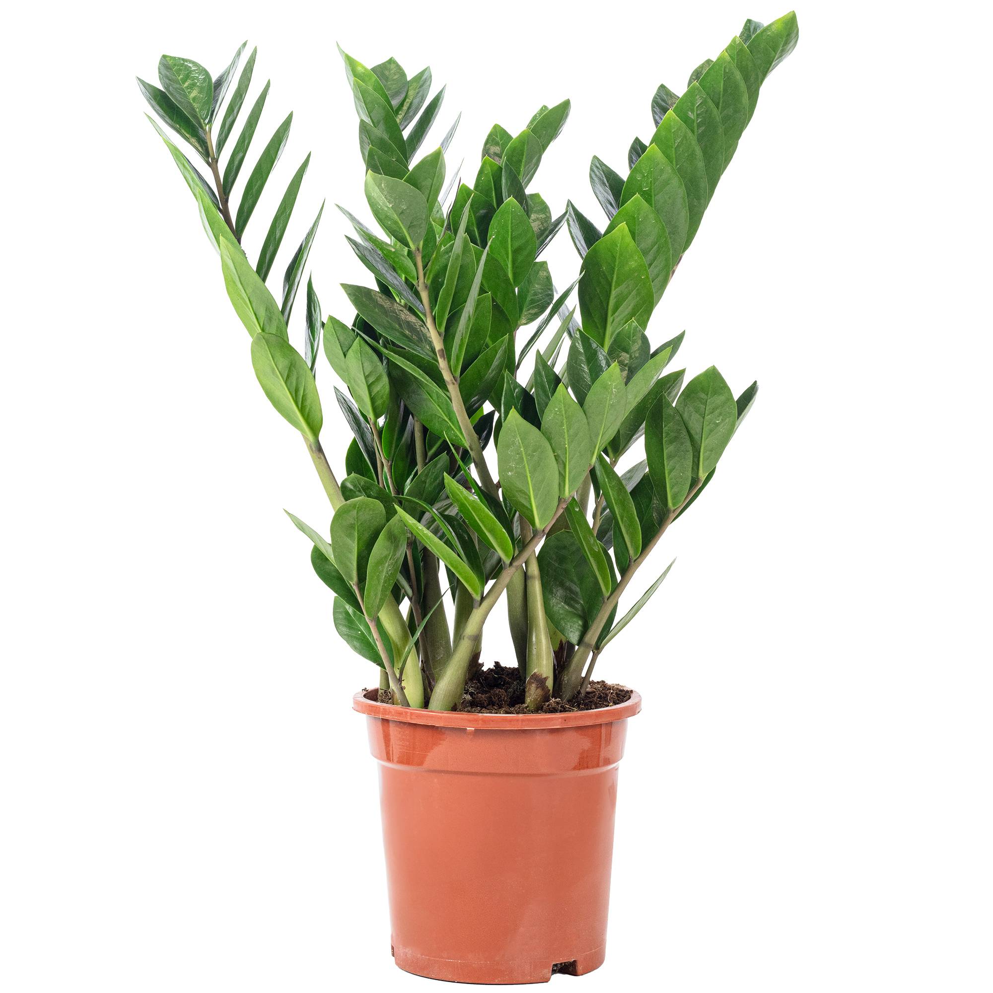 Plante ZZ -  plante d'intérieur facile d'entretien, Zamioculcas zamiifolia 3+ - hauteur env. 55 cm, pot-Ø 17 cm - Image 1