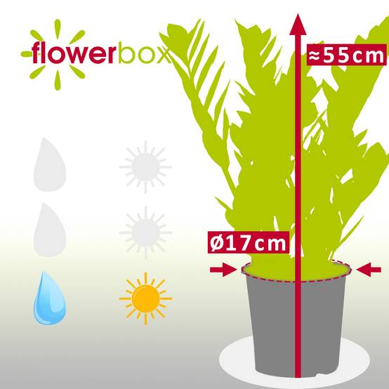 Plante ZZ - plante d'intérieur facile d'entretien, Zamioculcas zamiifolia 3+ - hauteur env. 55 cm, pot-Ø 17 cm - Image 4