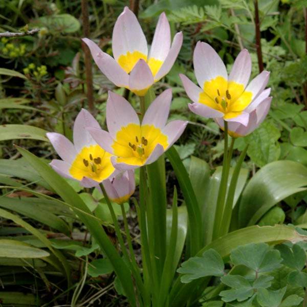 Promesse de Fleurs - Tulipe botanique bakeri Lilac Wonder Bulbe calibre 6+ (par 10)