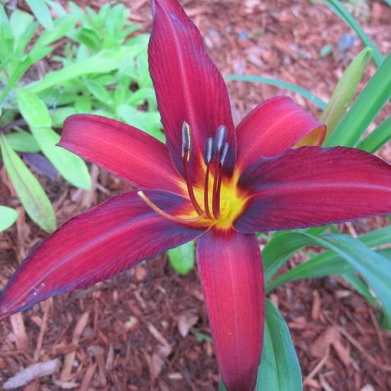 Promesse de Fleurs - Hémérocalle Crimson Pirate - Lis d'un Jour rouge vif Pot de 2L/3L