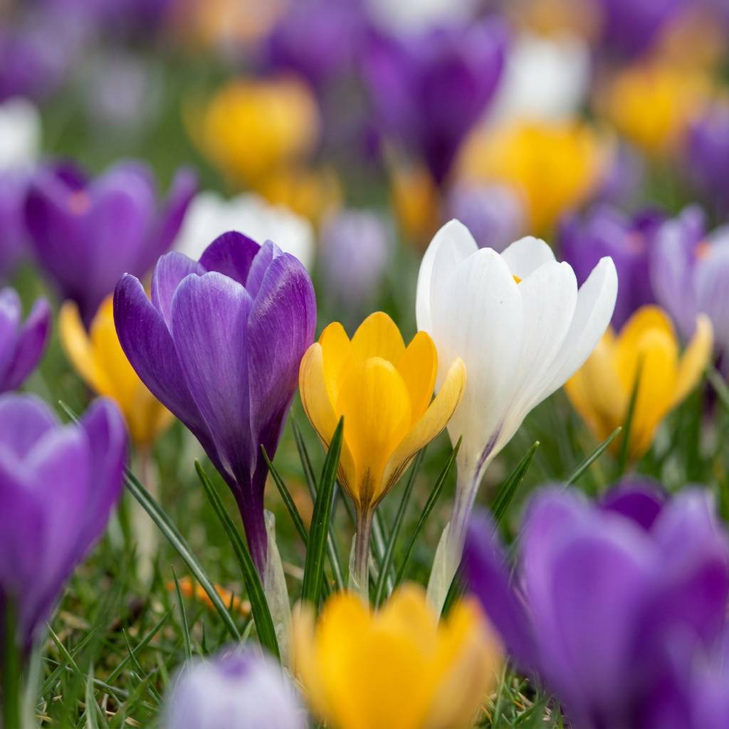 La Green Touch - Crocus en mélange - 560 bulbes - Image 1