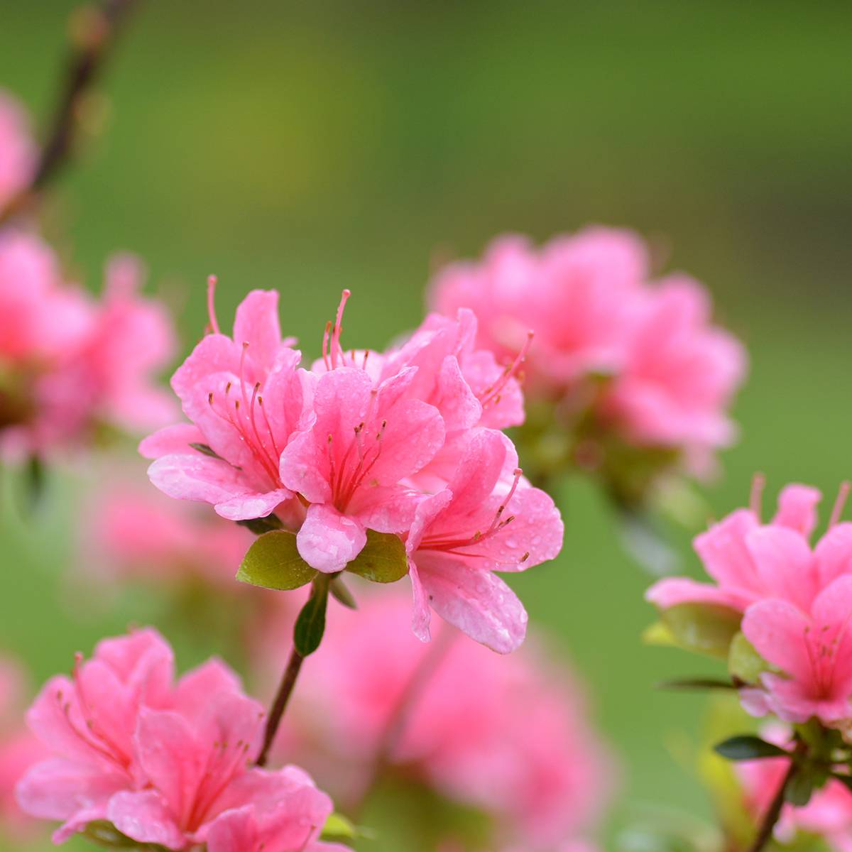 Promesse de Fleurs - Azalée du Japon Sylvester - Rhododendron hybride Pot de 2L/3L - Image 1