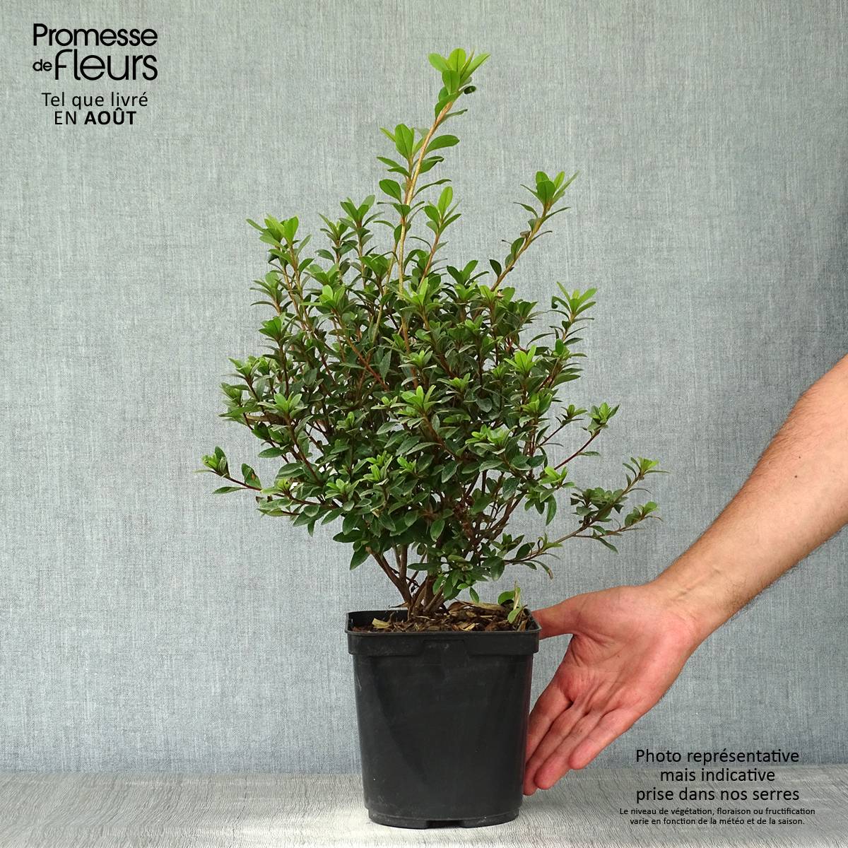 Promesse de Fleurs - Azalée du Japon Sylvester - Rhododendron hybride Pot de 2L/3L - Image 2