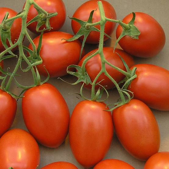 Tomate Roma VF en plants - Tomate allongée Mini-motte Ø 3/4 cm, Livré en hauteur de 5 à 10 cm (par 5)