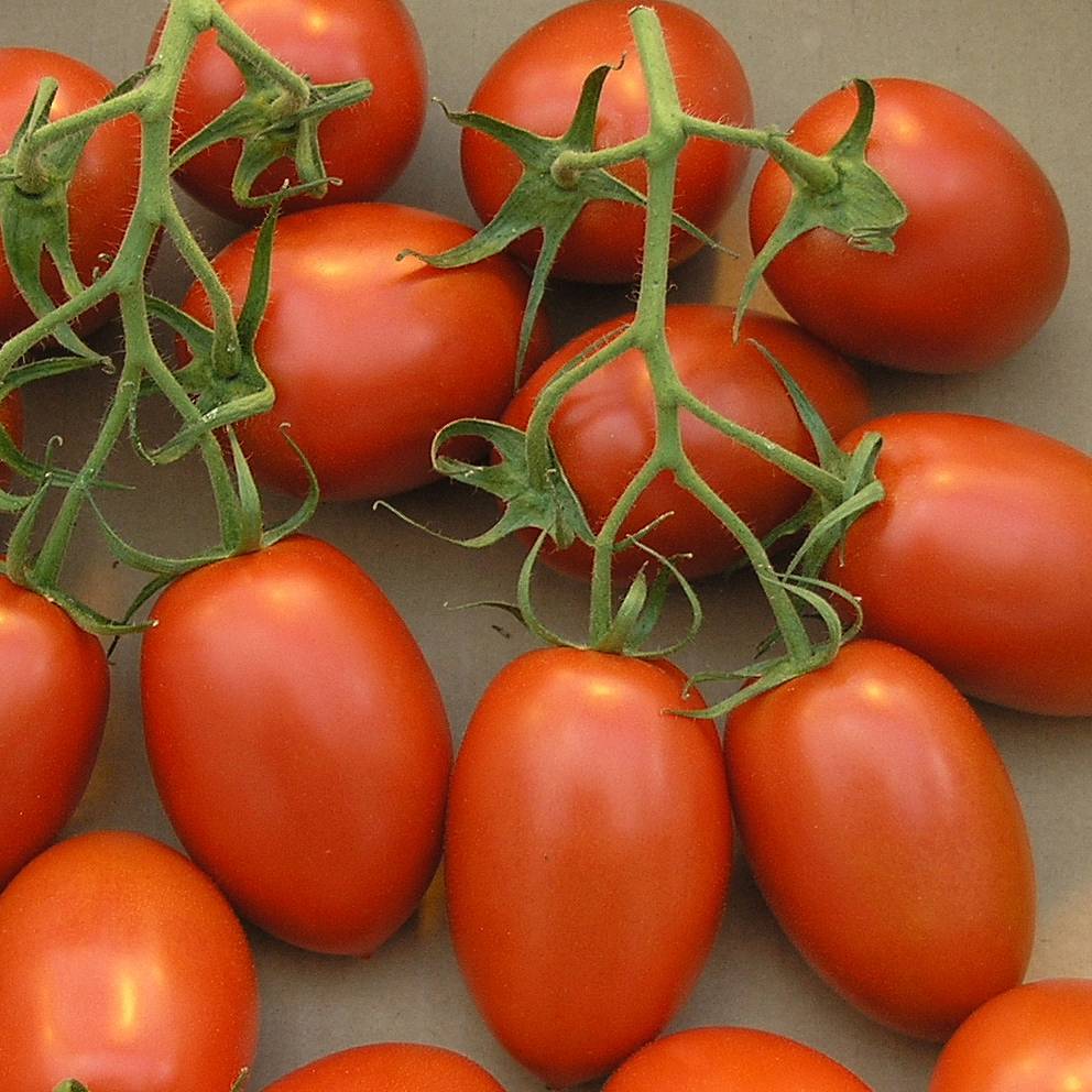 Tomate Roma VF en plants - Tomate allongée Mini-motte Ø 3/4 cm, Livré en hauteur de 5 à 10 cm (par 5)