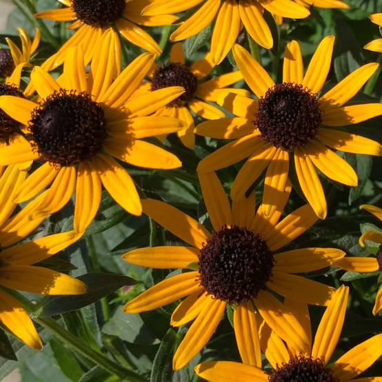 Rudbeckia fulgida Little Goldstar Godet de 8/9 cm