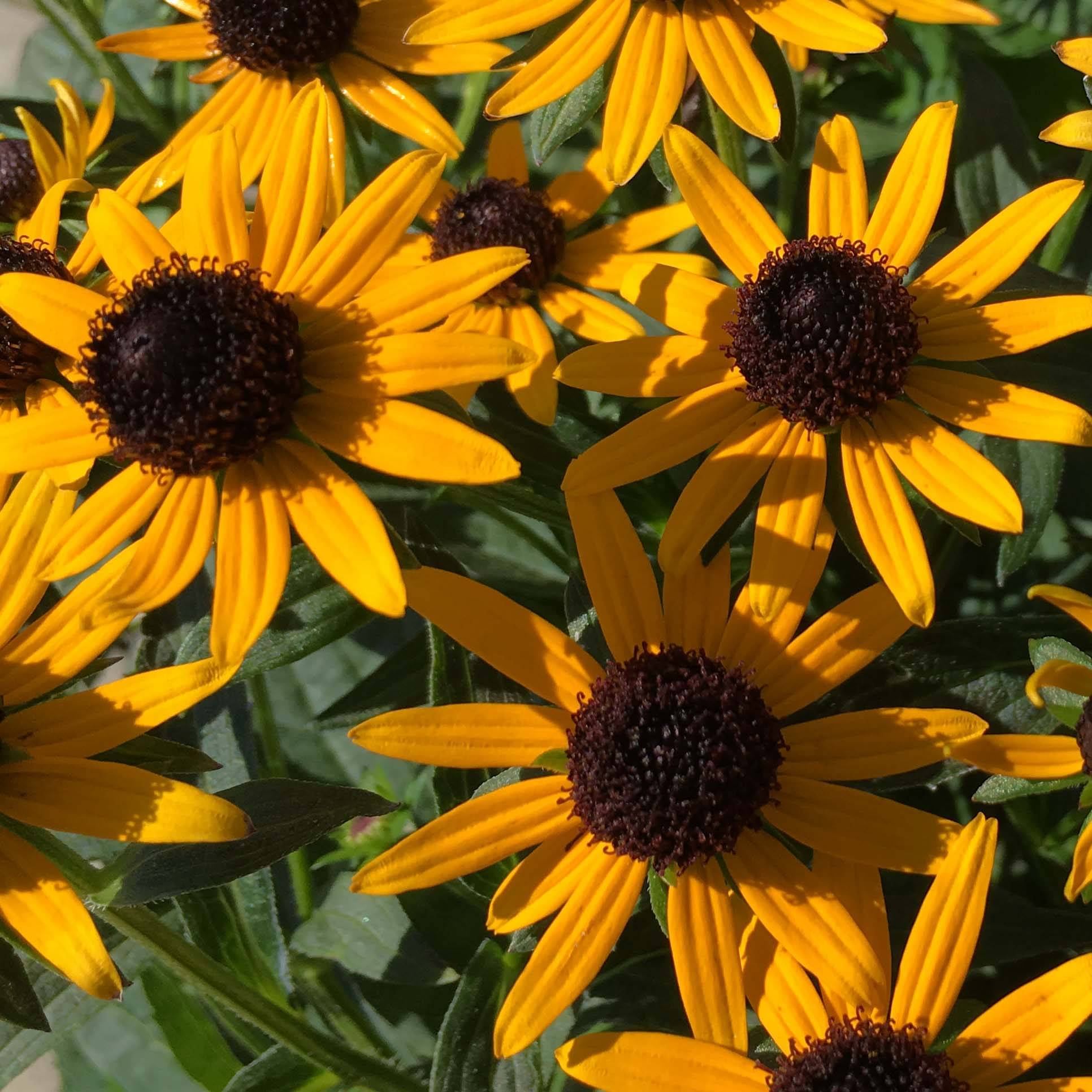 Rudbeckia fulgida Little Goldstar Godet de 8/9 cm
