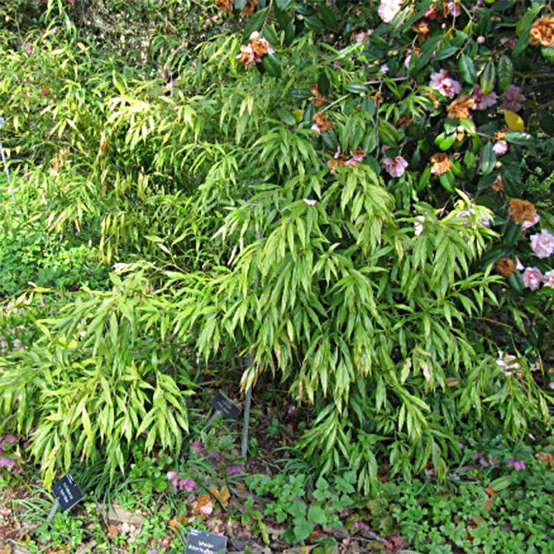 Promesse de Fleurs - Sarcococca saligna - Sarcocoque à feuilles de saule Pot de 2L/3L - Image 1