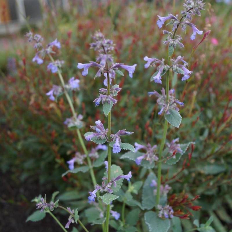 Herbe aux chats - Menthe des chats grandiflora Bramdean, Nepeta à fleurs Bleue - feuillage Persistant - Godet - 5/20 cm-  hauteur à maturité De 0,50 m - Image 1