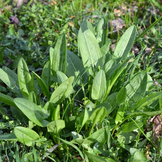 Promesse de Fleurs - Oseille sauvage - Rumex acetosa Godet de 8/9 cm