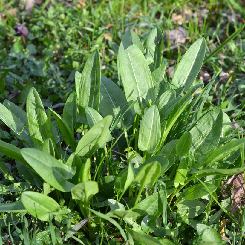 Promesse de Fleurs - Oseille sauvage - Rumex acetosa Godet de 8/9 cm