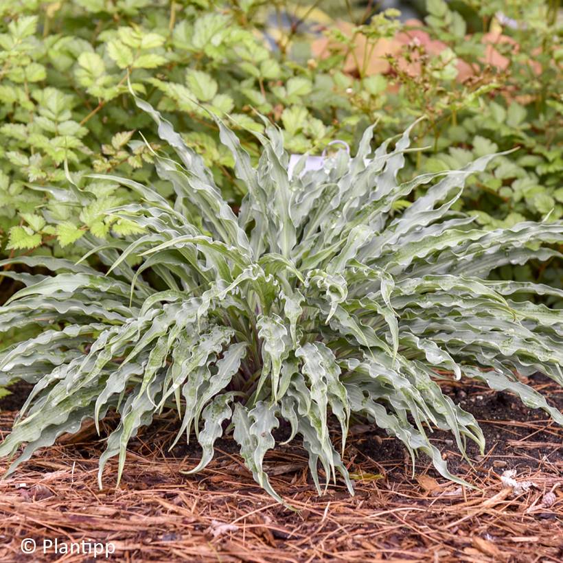 Promesse de Fleurs - Hosta Silly String Pot de 12 cm / 13 cm
