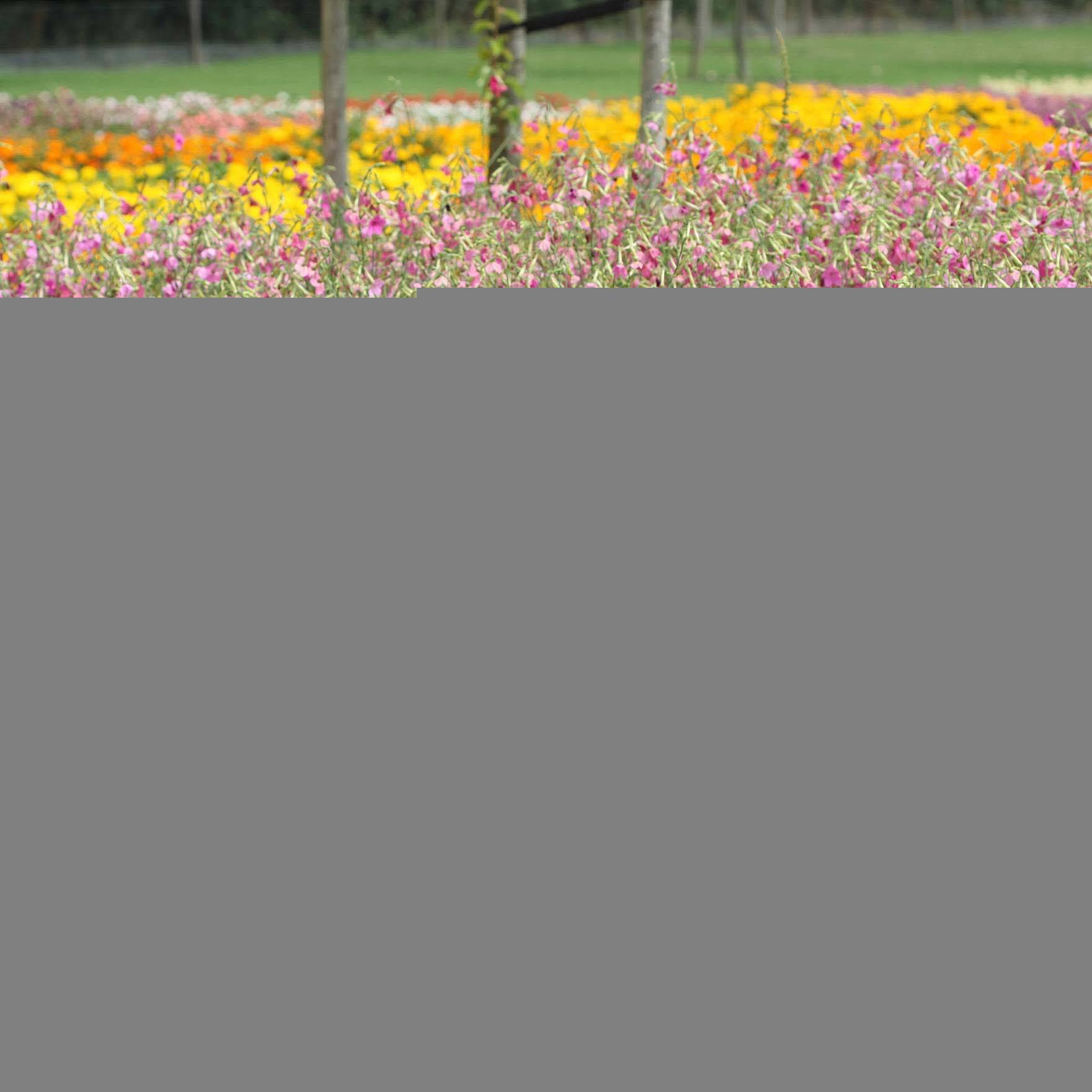 Tabac d'ornement - Nicotiana alata Vedado Rose Pink Mini-motte Ø 3/4 cm (par 5)