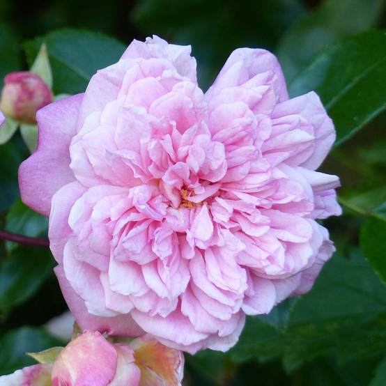 Rosier grimpant Paul Transon Pot de 4L/5L