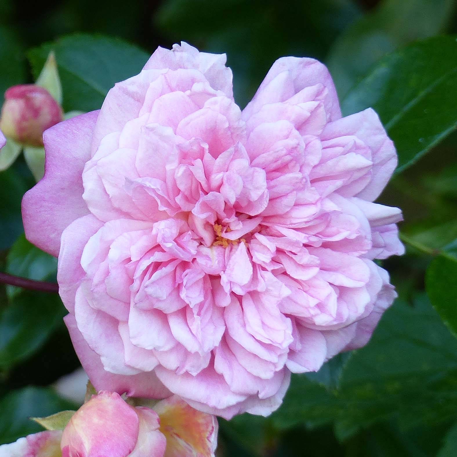 Rosier grimpant Paul Transon Pot de 4L/5L