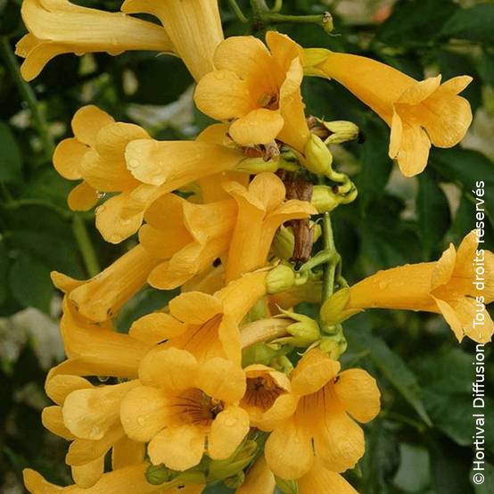 Bignone Golden Trumpet® 'Mincamja3' à fleurs Jaune - feuillage Caduc - Pot de 1L - 10/60 cm- hauteur à maturité De 5,00 m à 10,00 m - Image 1