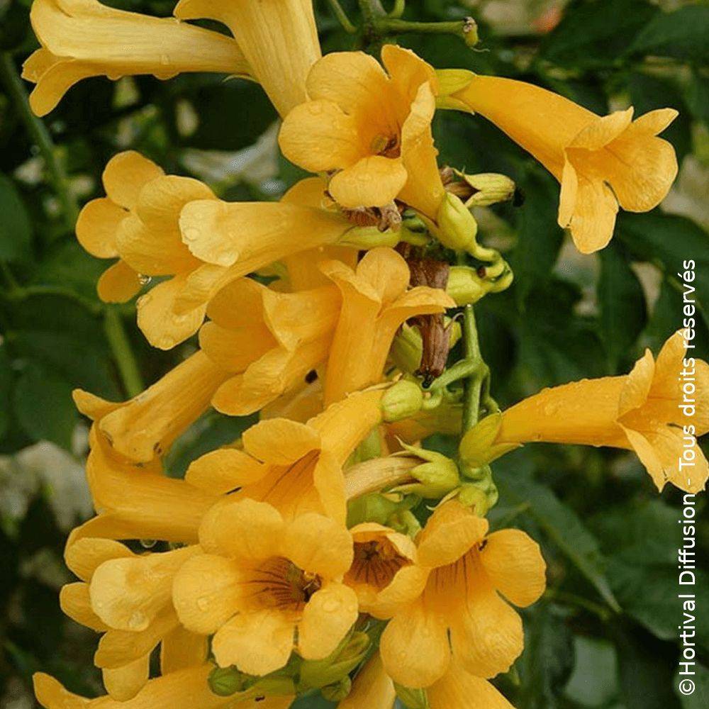 Bignone Golden Trumpet® 'Mincamja3' à fleurs Jaune - feuillage Caduc - Pot de 1L - 10/60 cm-  hauteur à maturité De 5,00 m à 10,00 m - Image 1