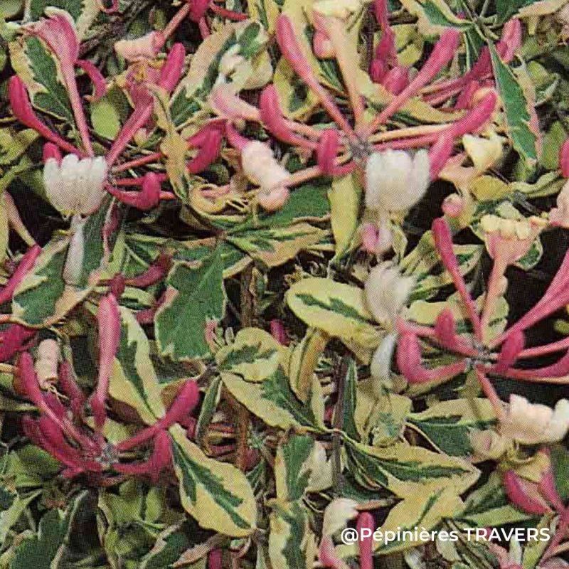 Chèvrefeuille panaché 'Harlequin' ® (Lonicera periclymenum 'Harlequin' ®) - Conteneur 1L - Pépinières Naudet