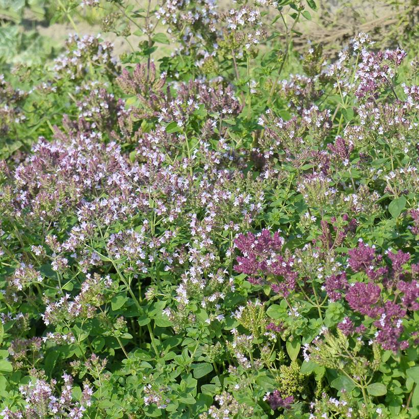 Graines d'Origan commun - Origanum vulgare le sachet de 3600 graines environ (0,5g)