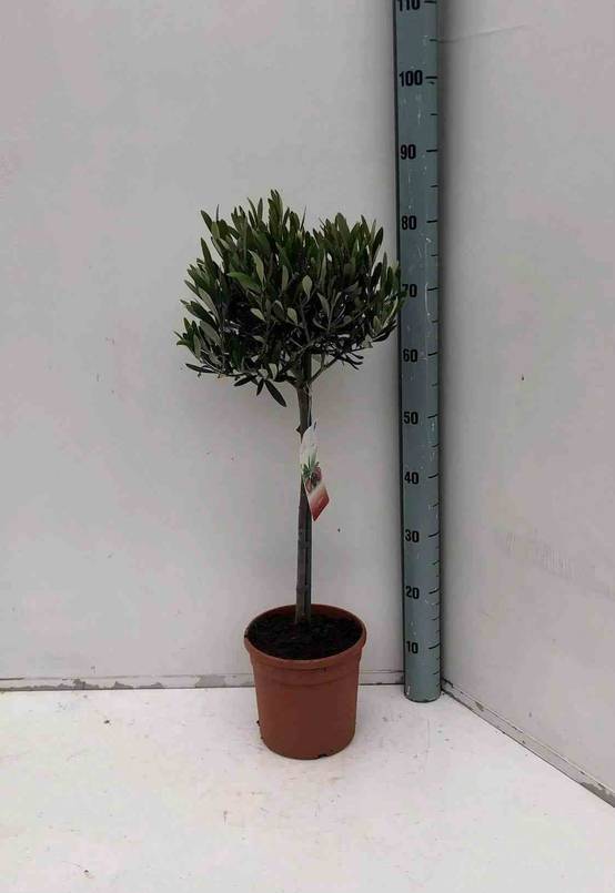 0 - Olea europaea (Oliviers) gros sujets Périmètre de tronc 30/40cm - 170/220cm - Image 1