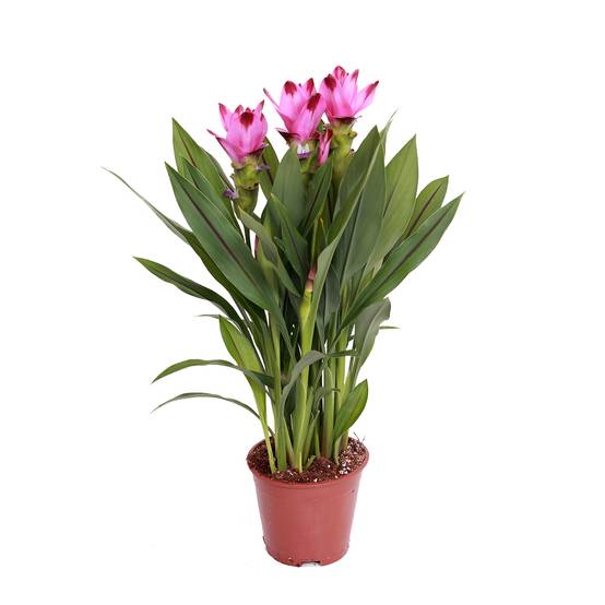Curcuma Siam - Curcuma ornemental - Plante d’intérieur - Dépolluante - H. 40-50 cm - P. 14 cm - Image 1
