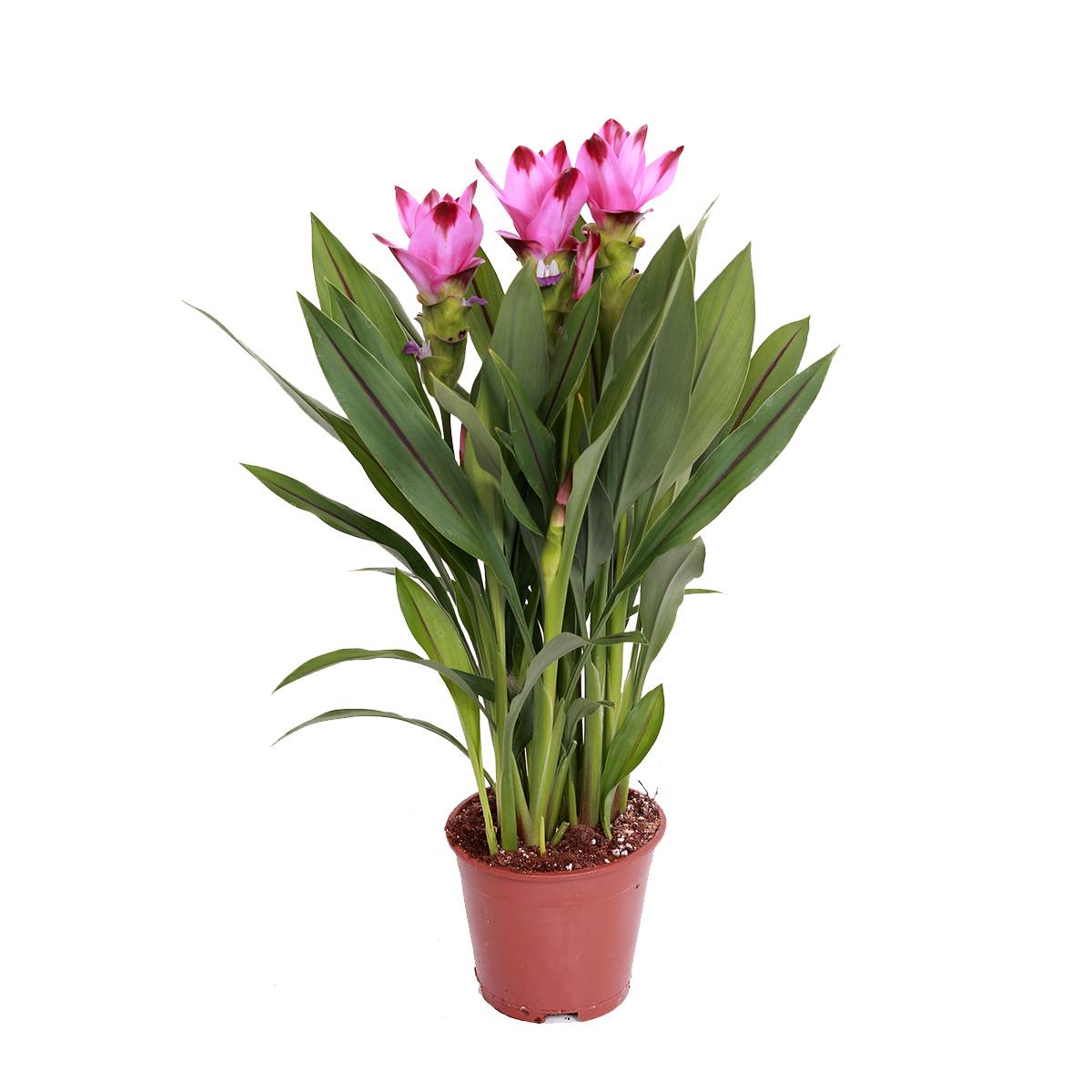 Curcuma Siam - Curcuma ornemental - Plante d’intérieur - Dépolluante - H. 40-50 cm - P. 14 cm - Image 1
