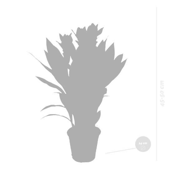 Curcuma Siam - Curcuma ornemental - Plante d’intérieur - Dépolluante - H. 40-50 cm - P. 14 cm - Image 4