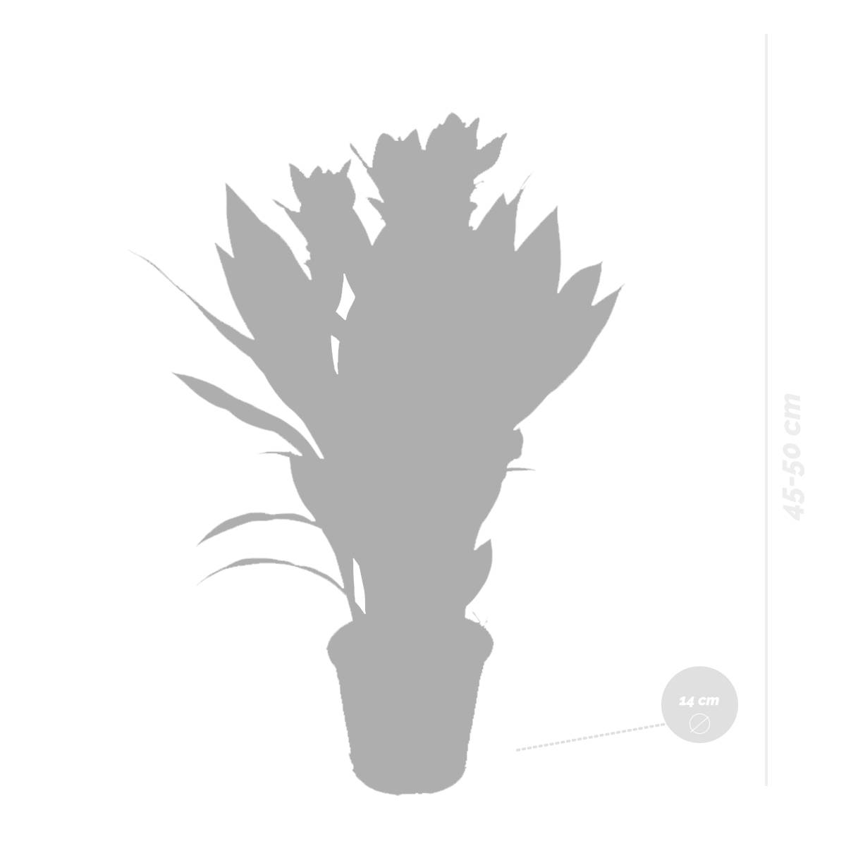 Curcuma Siam - Curcuma ornemental - Plante d’intérieur - Dépolluante - H. 40-50 cm - P. 14 cm - Image 4