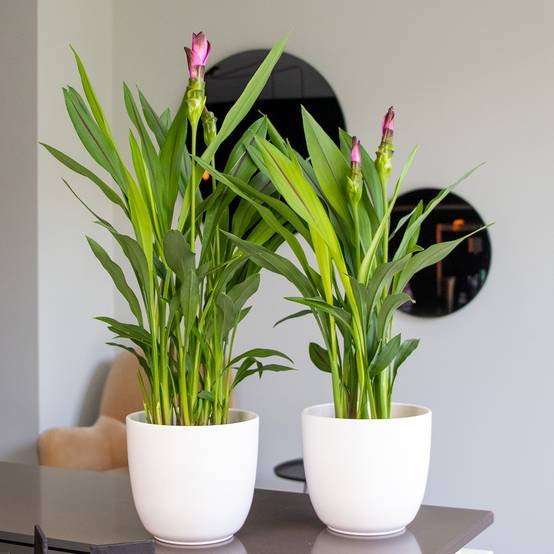 Curcuma Siam - Curcuma ornemental - Plante d’intérieur - Dépolluante - H. 40-50 cm - P. 14 cm - Image 2