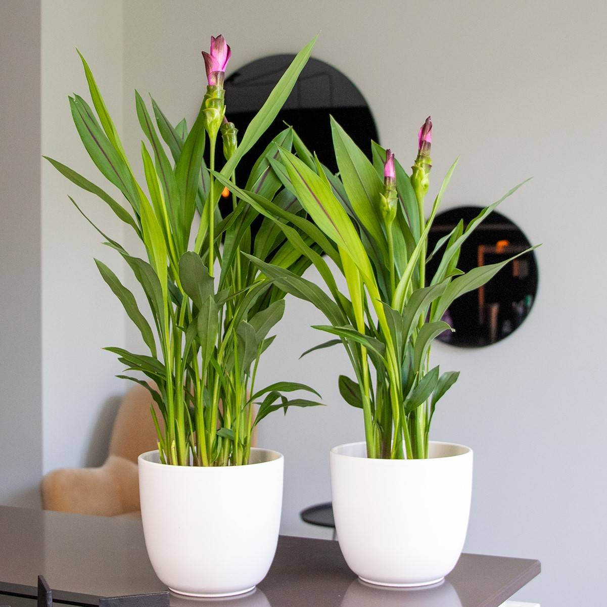 Curcuma Siam - Curcuma ornemental - Plante d’intérieur - Dépolluante - H. 40-50 cm - P. 14 cm - Image 2