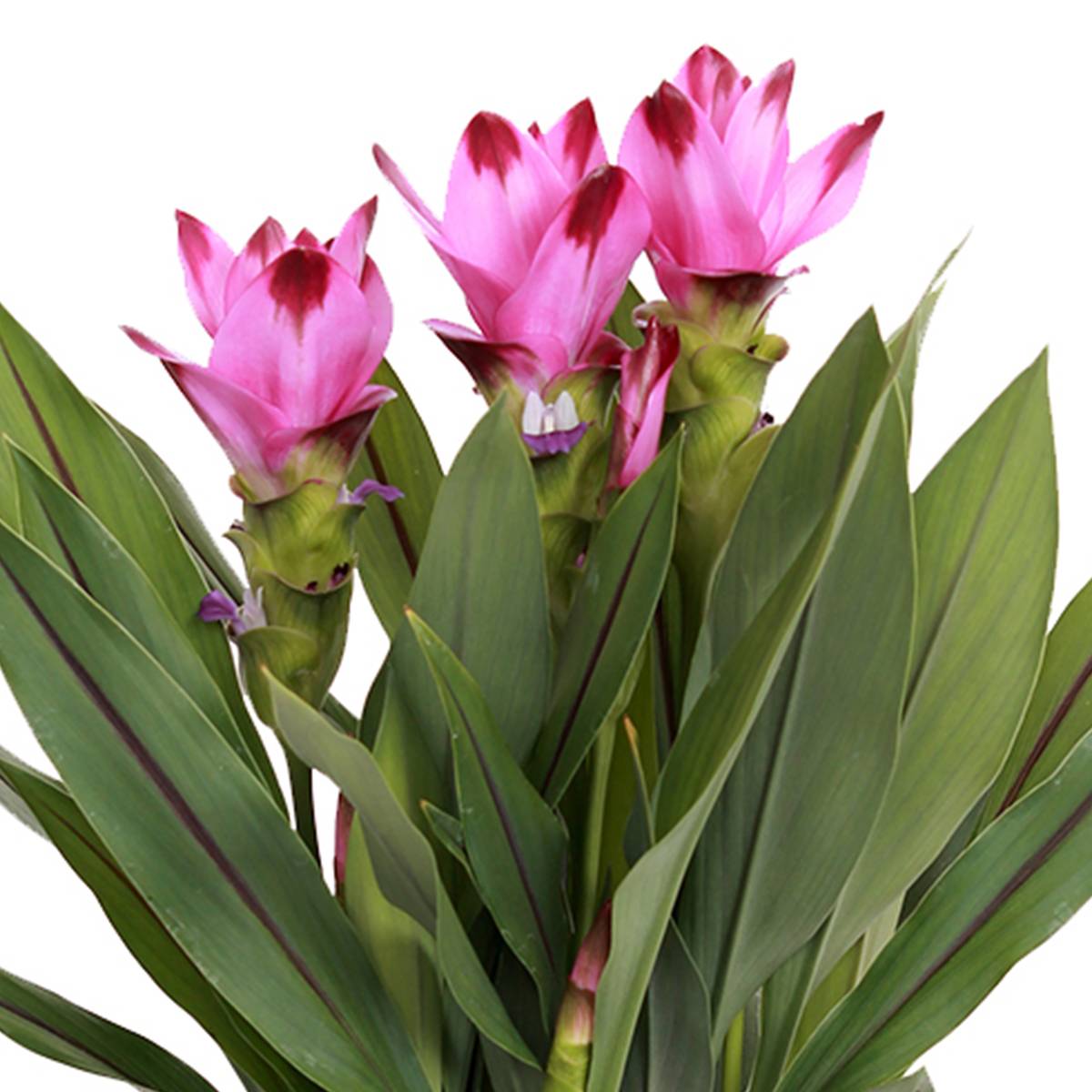 Curcuma Siam - Curcuma ornemental - Plante d’intérieur - Dépolluante - H. 40-50 cm - P. 14 cm - Image 3