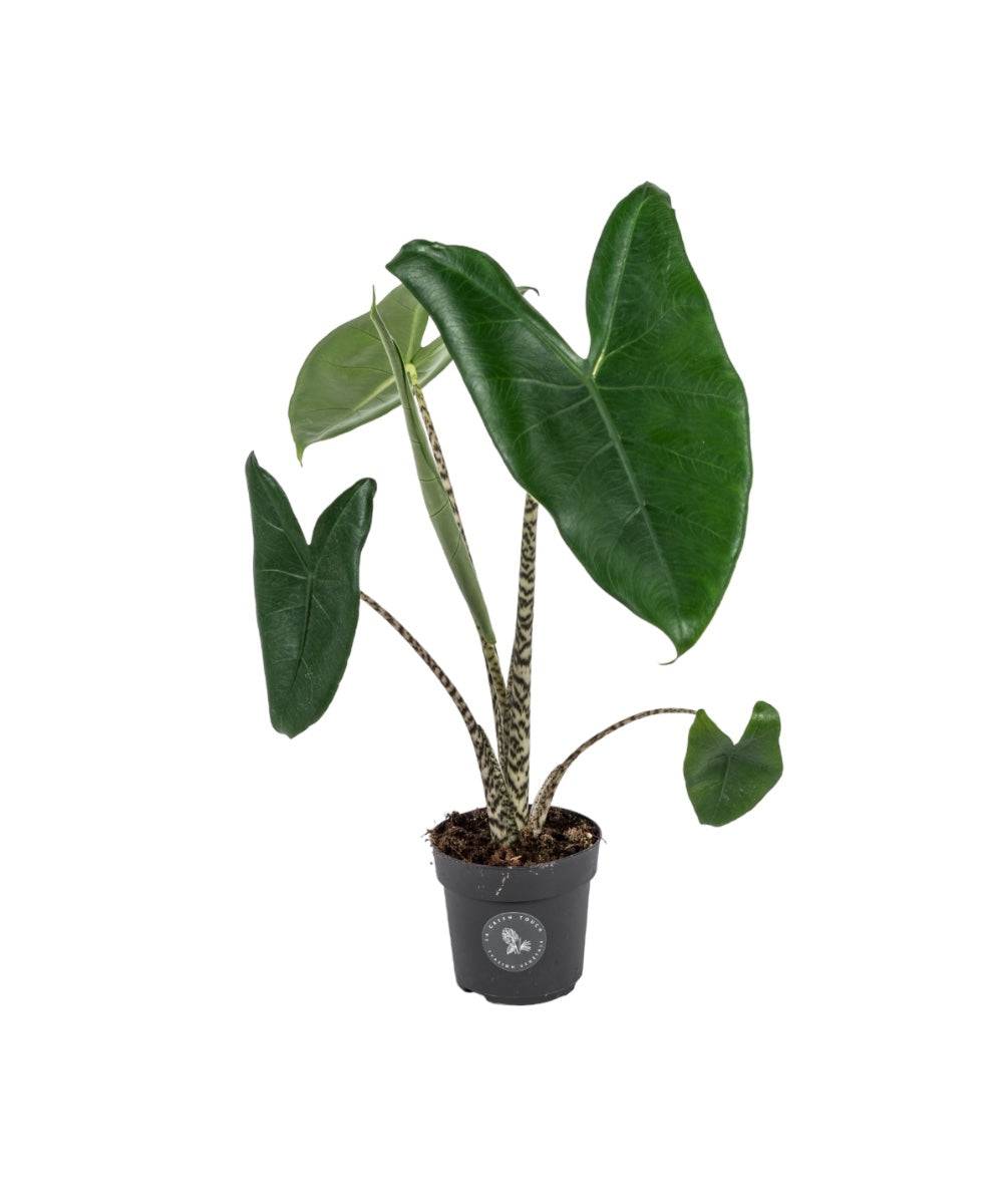 Alocasia zebrina 75cm - Plante d'intérieur- La Green Touch - Image 1