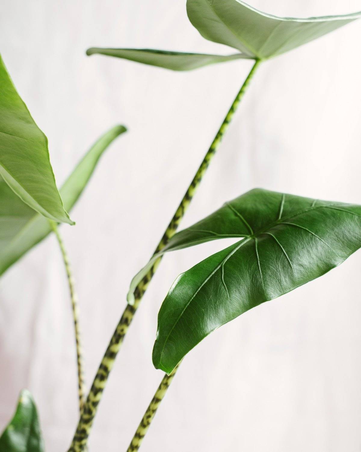 Alocasia zebrina 75cm - Plante d'intérieur- La Green Touch - Image 4