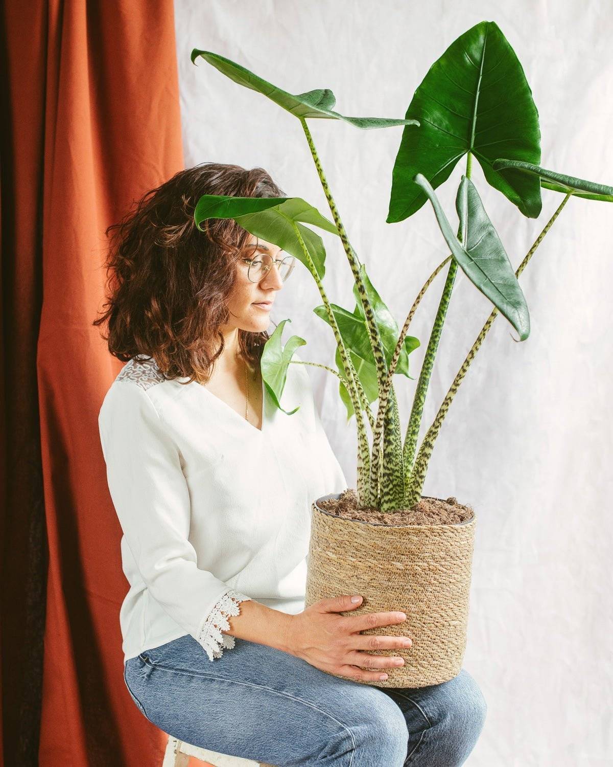 Alocasia zebrina 75cm - Plante d'intérieur- La Green Touch - Image 2