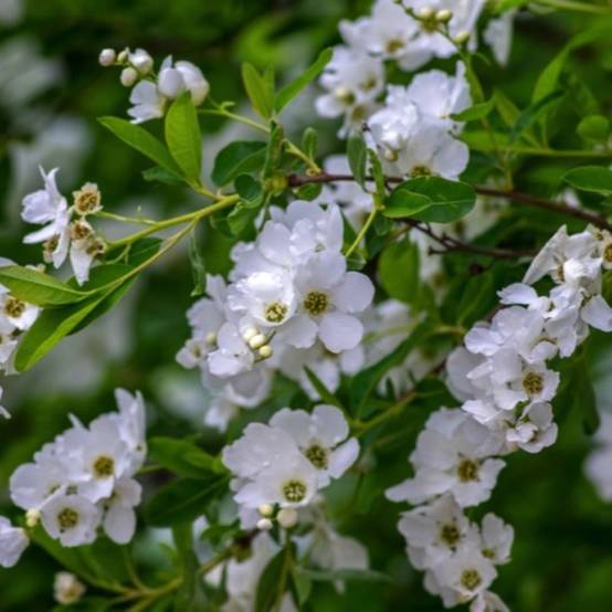 Exochorde en grappes (Exochorda racemosa) - Godet 9cm - Pépinières Naudet - Image 1