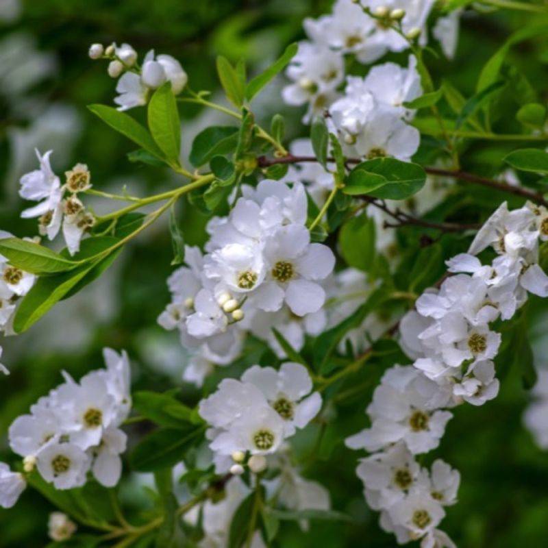 Exochorde en grappes (Exochorda racemosa) - Godet 9cm - Pépinières Naudet - Image 1