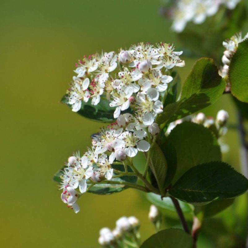 Aronie à feuilles d'arbousier 'Brilliant' (Aronia arbutifolia 'Brillant') - Godet 9cm - Pépinières Naudet - Image 1