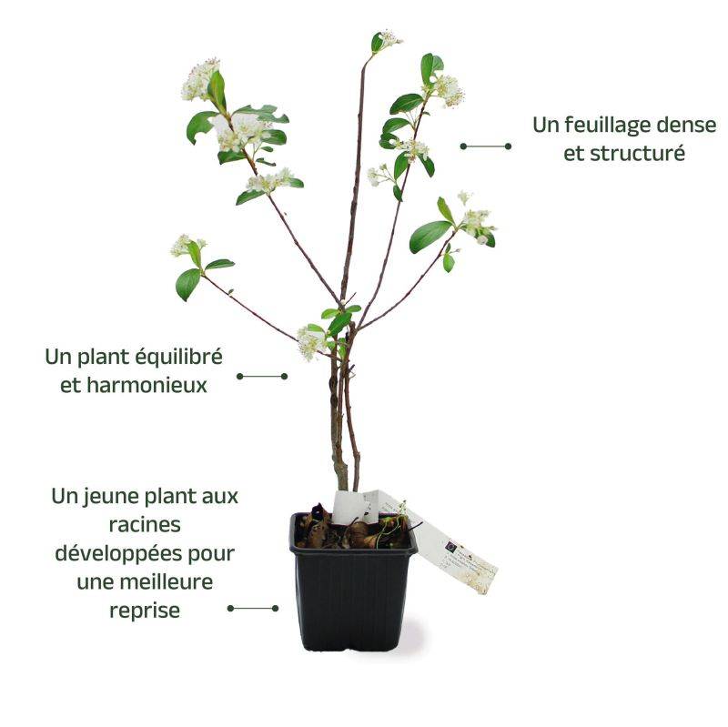 Aronie à feuilles d'arbousier 'Brilliant' (Aronia arbutifolia 'Brillant') - Godet 9cm - Pépinières Naudet - Image 3