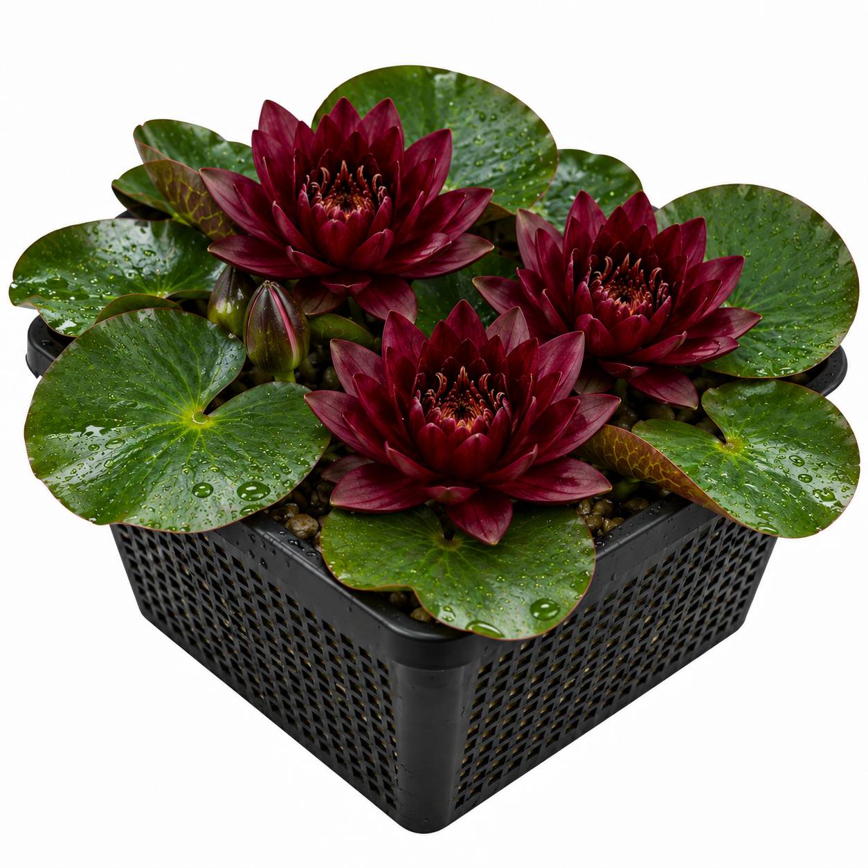 Nénuphar rouge foncé - Nymphaea - Image 1