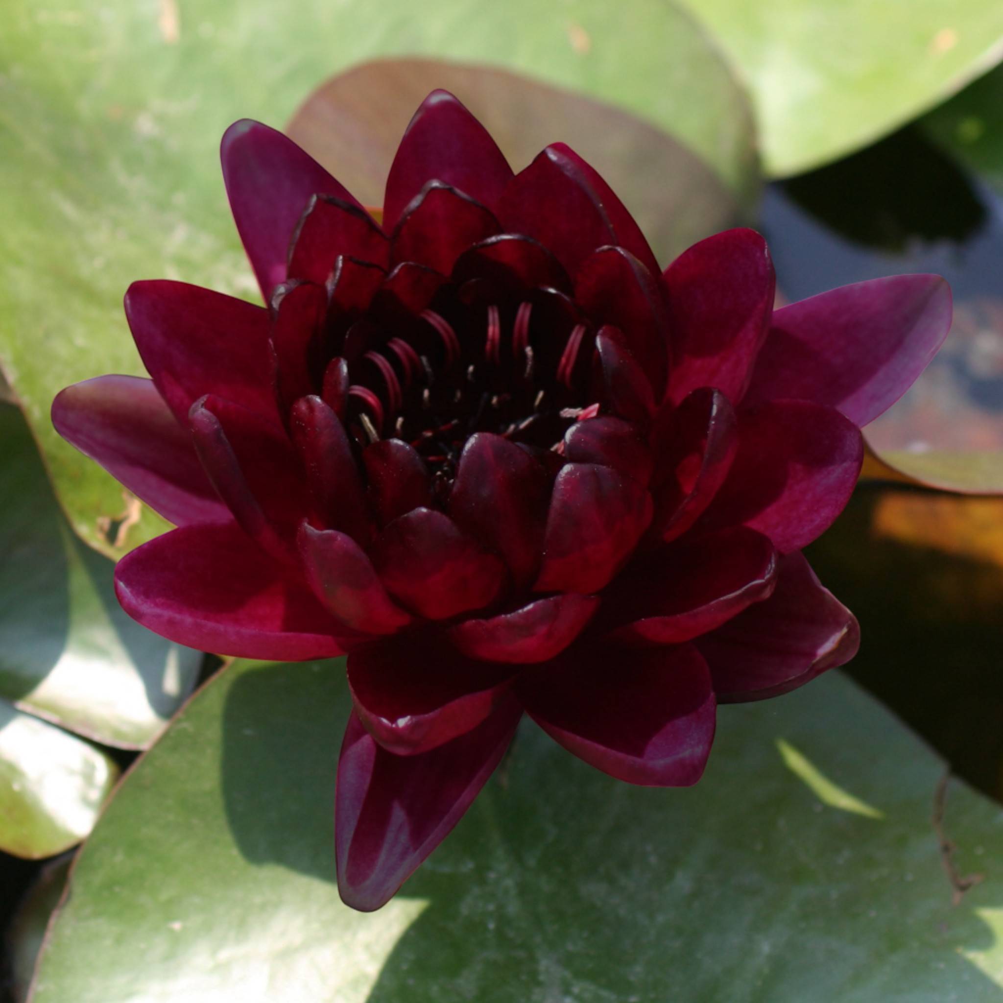 Nénuphar rouge foncé - Nymphaea - Image 3