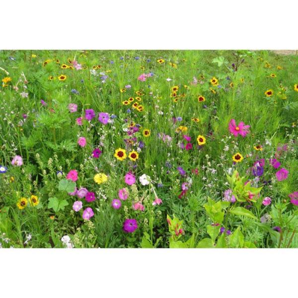 BHS - Mélange de fleurs pour papillons - BHS - 230 g - 39 variétés vivaces et annuelles - Image 2