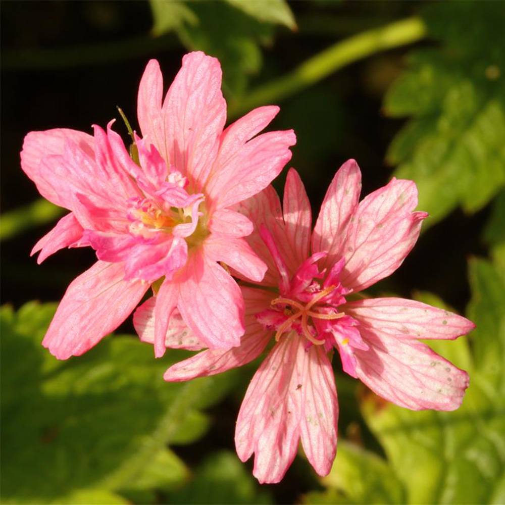 Promesse de Fleurs - Geranium vivace oxonianum Southcombe Double Godet de 8/9 cm