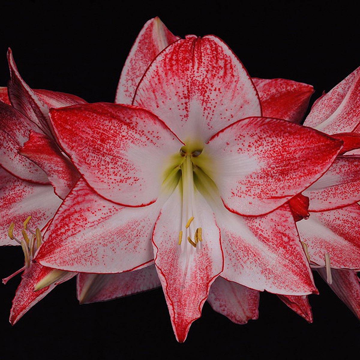 Promesse de Fleurs - Amaryllis Spotlight* Bulbe calibre 30/32
