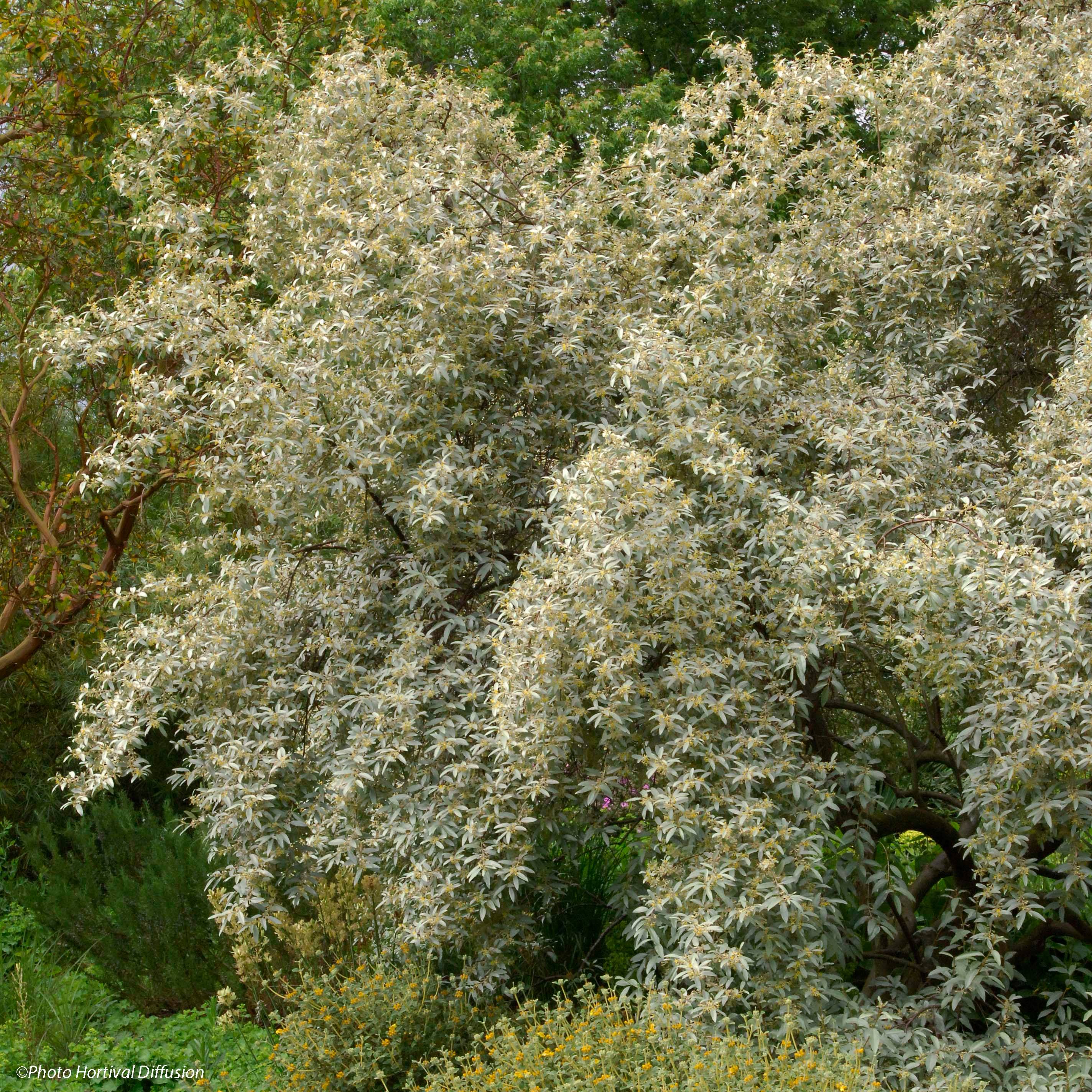 Promesse de Fleurs - Elaeagnus commutata Zempin - Chalef argenté Pot de 4L/5L - Image 1