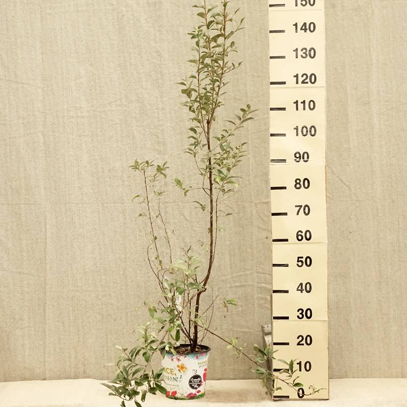 Promesse de Fleurs - Elaeagnus commutata Zempin - Chalef argenté Pot de 4L/5L - Image 2