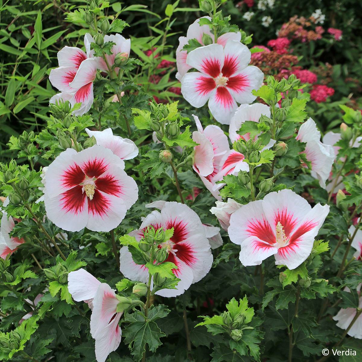 Hibiscus syriacus Hibisa Blanco - Althéa Pot de 3L/4L - Image 1