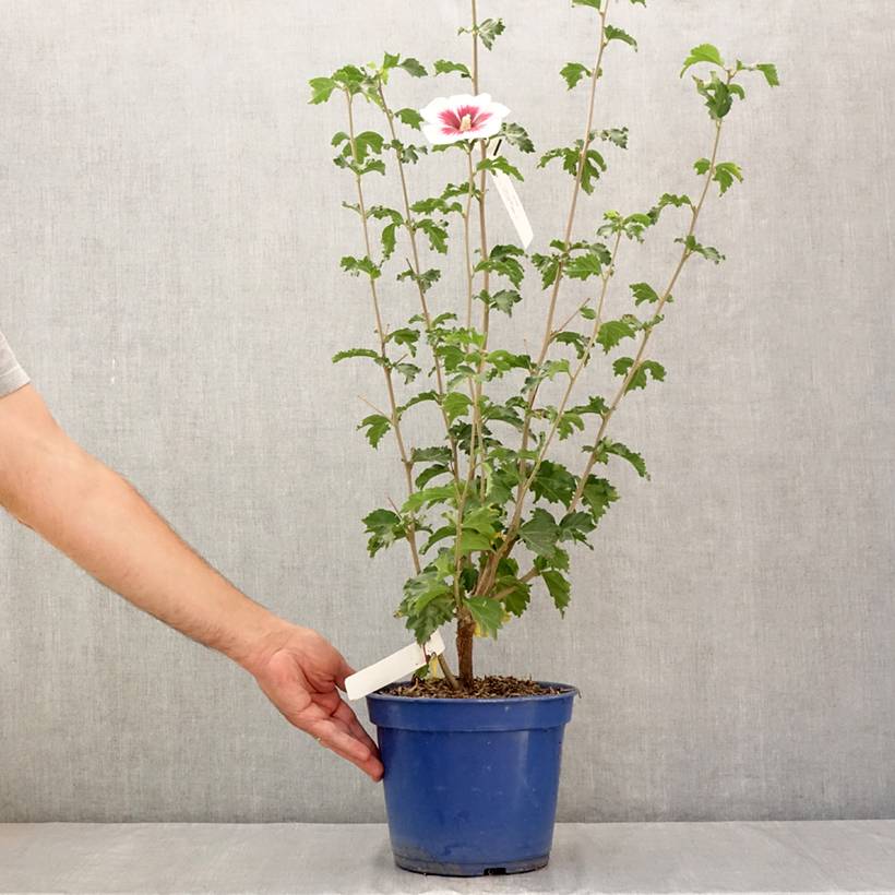 Hibiscus syriacus Hibisa Blanco - Althéa Pot de 3L/4L - Image 2