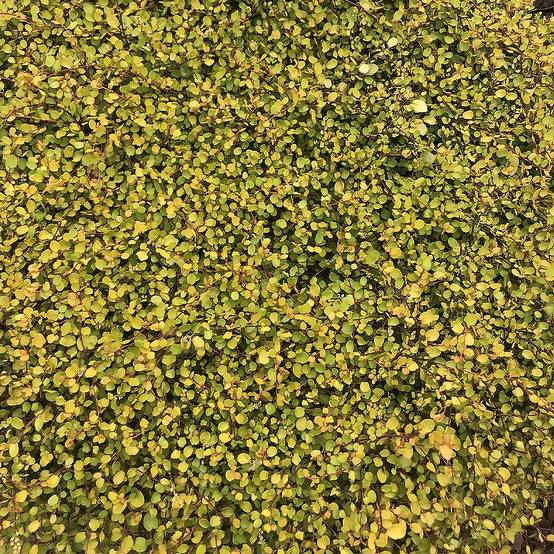 Muehlenbeckia complexa Golden Girl - Muehlenbeckie Godet de 8/9 cm